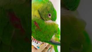 Hamre mittho bohot sote hain mittoo parrottalking parrot birds parrotbeak [upl. by O'Meara798]