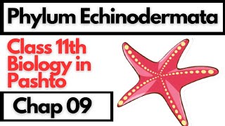 Phylum Echinodermata Overview and General Characters [upl. by Eetsud]