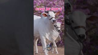 𝙂𝙖𝙣𝙜 𝙤𝙛 𝙘𝙤𝙬𝙨 🐮 cow cows cowvideos cowlover shorts youtubeshorts viralvideo [upl. by Silden]