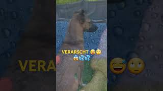 Wer sitzt am Ende drin dogs dog doglovers doglover puppy dogsofinstagram funnyvideo [upl. by Wolfson878]