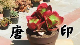 唐印 多肉植物 养护管理 要点 Kalanchoe thyrsiflora [upl. by Mancino]