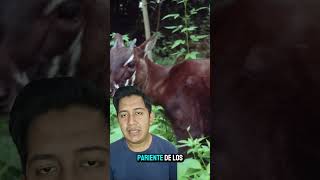 unicornio asiático sabiasque saola curiosidades animales [upl. by Giorgio967]