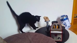 Cats vs Toasters [upl. by Rovelli450]