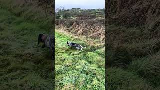 Young English Setter finding scent for the first time [upl. by Eliason]