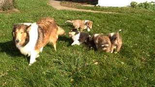 A rompin good time in the yard for collie puppies [upl. by Licastro]