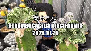 菊水テッカ Strombocactus disciformis 2024 10 20 [upl. by Enelyaj684]