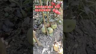 Zakaz berish uchun 951170999 qishloq fruit namangan kochatlar garden qozogiston [upl. by Lusa]