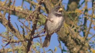 Cantos Corbatita común Sporophila caerulescens 2018 [upl. by Swords]