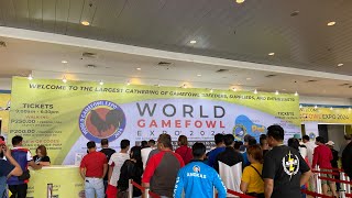 World Gamefowl Expo 19 January 2024  world trade center lightredgf [upl. by Airreis127]