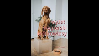 Flara  Wyżeł węgierski krótkowłosy  Jak wygląda życie z wyżłem Spacery praca w polu pływanie [upl. by Eisdnil]