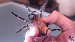 🕷 Tarántula cebra de Costa Rica Aphonopelma seemani Cuidados e info  🕷 [upl. by Peregrine669]