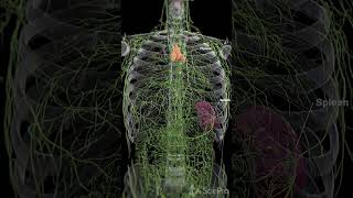 Dive Deep into Your Immune System Spleen Thymus amp Lymphatics anatomy meded 3danimation [upl. by Kono]