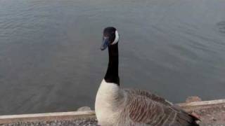 Hissing goose [upl. by Anilrac]