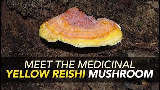 Meet The Medicinal Yellow Reishi Mushroom [upl. by Gotthard]