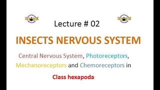 Insects Nervous System [upl. by Bourne812]