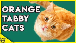 Orange Tabby Cats 101  What You Need To Know About Them [upl. by Evol]