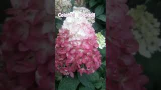 Hydrangea paniculata Living Colorful Cocktail hydrangea plants hydrangeas garden plant [upl. by Ramirol604]