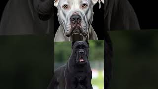 German Shepherd vs Rottweiler vs Doberman vs Cane Corso vs Dogo Argentino  DOGS BREEDS  shorts [upl. by Esinwahs]