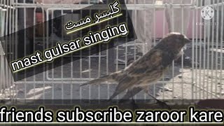 Gulsar Singing Pakistan Birds [upl. by Aisatsana]