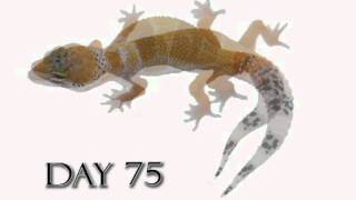 Leopard Gecko Growth Video Time Lapse Morph Cremesicle [upl. by Huldah246]