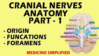 Cranial Nerves Anatomy  Cranial Nerves and their Functions  Part 1 anatomy medicine [upl. by Lemaceon]