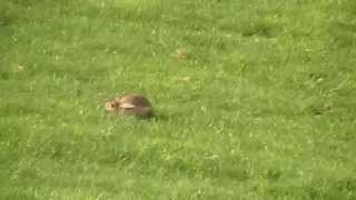 Lurcher pup running rabbit [upl. by Mears]