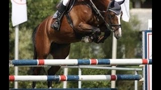 wwwsporthorsesonlinecom SOLD top KWPN jumping mare 135 cm level SOLD [upl. by Dnomsed]