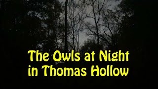 The Owls at Night in Thomas Hollow Barred owl Pretty Freaky [upl. by Nayrb]