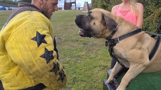 African Boerboel Agitation Training [upl. by Bridgette]