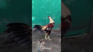 My New Breeder How Is It Frnds 🐓  Quality Yela Undho Comment Cheyyandi Frnds movie music song [upl. by Ahsilak]