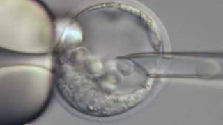 ES cell microinjection into a mouse blastocyst [upl. by Atsira604]