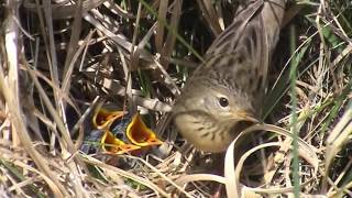 Grasshopper Warbler nest [upl. by Asilegna]