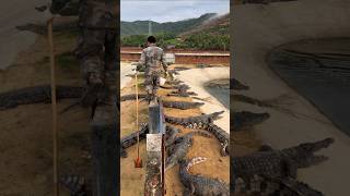 Commercial crocodile farms youtubeshorts shortsfeed viralshorts trending shorts [upl. by Alad]