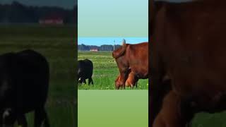 Cow Voice Reaction 🐄🐮 [upl. by Kutchins]