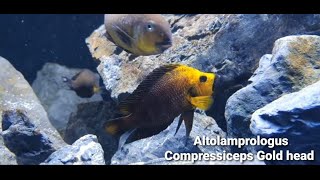 Altolamprologus Compressiceps Gold head Kantalamba [upl. by Anatnas]