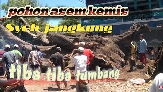 Pohon asem kemis peninggalan SYEH JANGKUNG LANDOHsaridin tumbang [upl. by Strep]