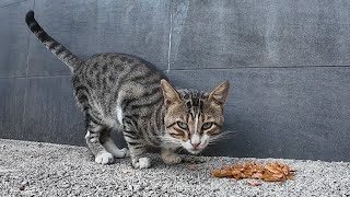 Striped stray cat gets delicious wet cat food [upl. by Aivatnahs]