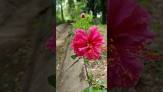 Hibiscus rosa sinensis is a flowering plant in the family  Malvaceae [upl. by Alayne]