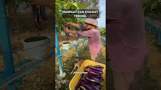 MANFAAT DAN KHASIAT TERONG manfaatdankhasiatterong sayurterong sayur terong [upl. by Hluchy]