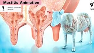 Mastitis in cows animation  What is mastitis in cows  Doctor of veterinary medicine [upl. by Centonze]