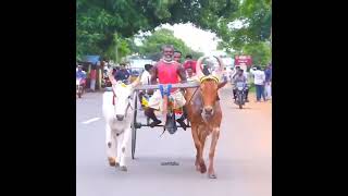 rekla raceகழனிவாசல் நடுமாடு கடுமையான ஓட்டு முதல்மாடு தனியா💥🔥 [upl. by Eppes]