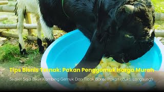 CARA IRIT PAKAN USAHA TERNAK KAMBING PAKAN MURAH IRIT UANG BISNIS  PAKAN KAMBING GEMUK HARGA MURAH [upl. by Hesper]