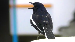 Singing Birds ll MagpieRobin Singing ll দোয়েল পাখির গান [upl. by Hunsinger]