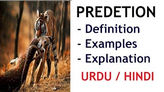 What is Predation Definition and Examples Urdu  Hindi [upl. by Akceber291]