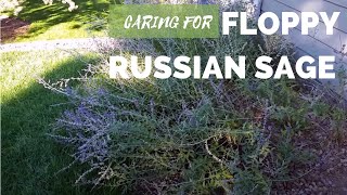 How to Care for Floppy Russian Sage [upl. by Aken]