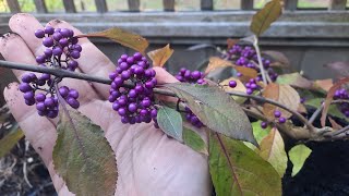 Growing Bodiniers Beautyberry Callicarpa bodinier Profusion [upl. by Hermes]