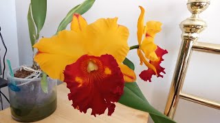 Rlc Lius Joyance Golden Pin an autumn blooming orchid and gorgeous yellow and red Cattleya hybrid [upl. by Asnerek]