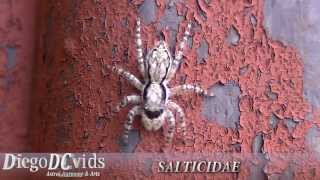 Menemerus bivittatus female spider ♀ Salticidae gray wall jumper [upl. by Nnairol]