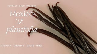 Mexico V planifolia quotJasminequot group order preview [upl. by Narad925]