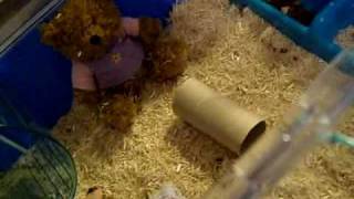 African Pygmy Hedgehog Care [upl. by Toy]